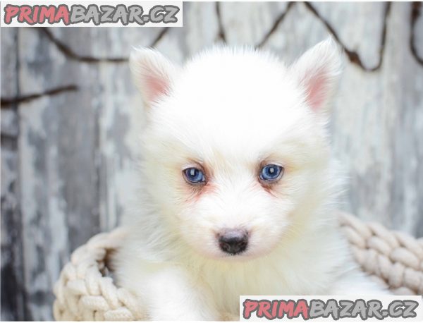 Štěňata Pomsky k adopci