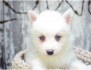 Štěňata Pomsky k adopci