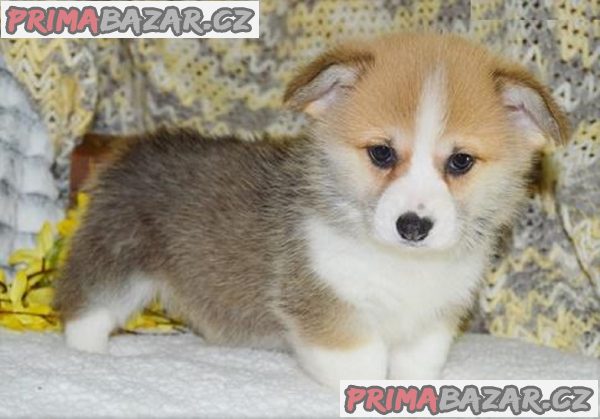 Pembroke štěňata Welsh Corgi