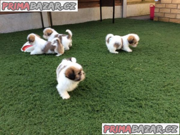 Krásná štěňata shih tzu s rodokmenem pro milující domovy