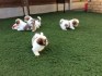 Krásná štěňata shih tzu s rodokmenem pro milující domovy