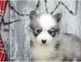 Okouzlující štěňata Pomsky k dispozici