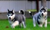 Modré oči štěňata sibiřského huskyho
