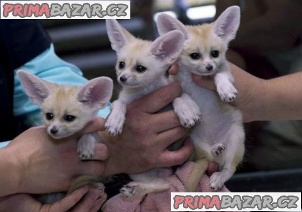 Extra okouzlující samec a samice lišky Fennec k adopci Nyní připraveni