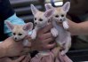 Extra okouzlující samec a samice lišky Fennec k adopci Nyní připraveni