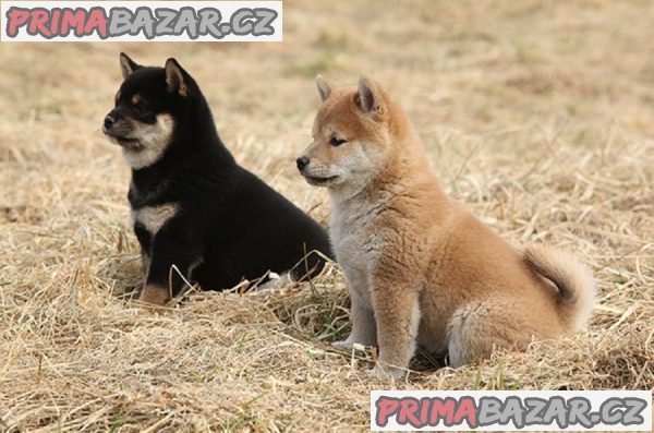 Rozkošná domácí štěňata Shiba Inu