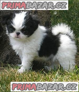 Fantastická štěňata Japanese Chin k dispozici