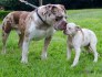 Alapaha Blue Blood Bulldog Štěňata