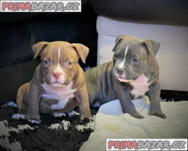 cistokrevna-zdrava-stenata-americkeho-tyrana-k-adopci-bully