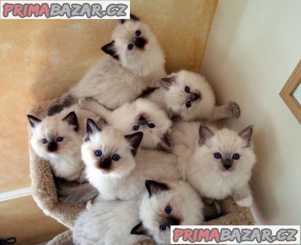 ragdoll-kotata-pro-navraceni-do-domaciho-prostredi-pro-pejsky-i-fenky