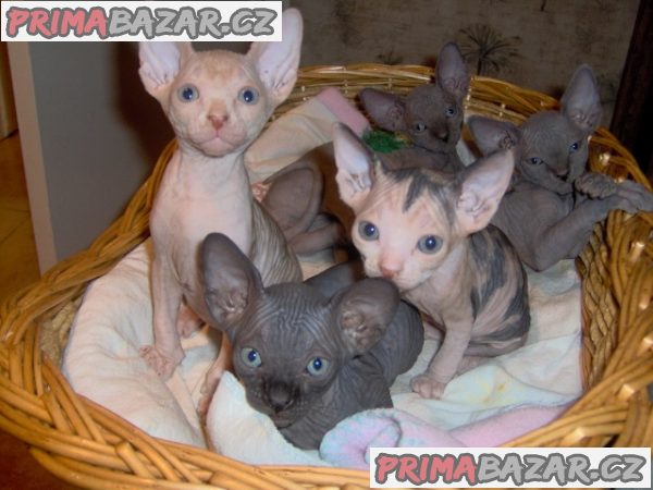 odvazna-a-vrascita-kotata-sphynx