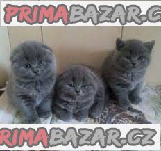 zdravi-scottish-fold-kotata-pejsci-i-fenky-pripraveni