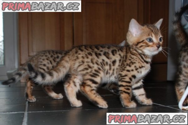 5 TICA krásných bengálských koťat s rodokmenem