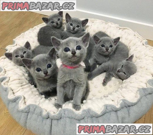 Ruská modrá koťátka pro dobré domovy pro pejsky i fenky mi napište email
