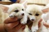 Kvalitní kocouři a fenky Fennec fox koťátka připravena