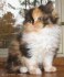 Tica Registrovaná Calico Kittens nyní k dispozici