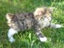 Sladká a milá japonská koťata bobtail tica