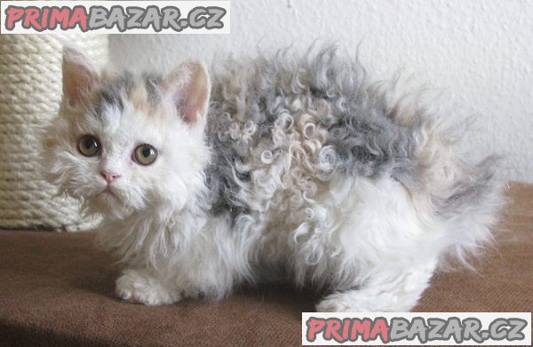 Koťátka Tica Selkirk rex nyní k adopci