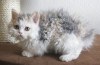 Koťátka Tica Selkirk rex nyní k adopci