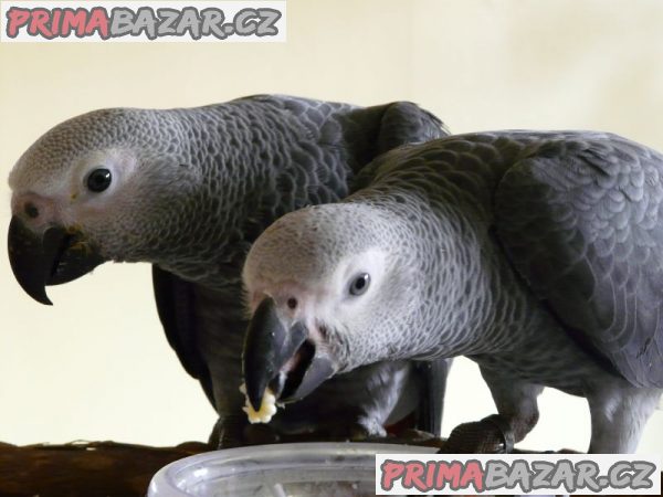 upovidany-samec-a-samice-dna-africkych-sedych-papousku