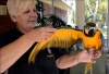 K dispozici jsou ručně chovaní modří a zlatí papoušci ara