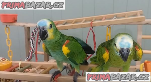 Kvalitní samci a samice Amazon DNA Parrots připraveni