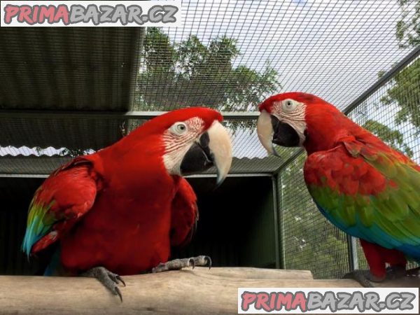 K dispozici papoušci papoušci ara zelenokřídlí