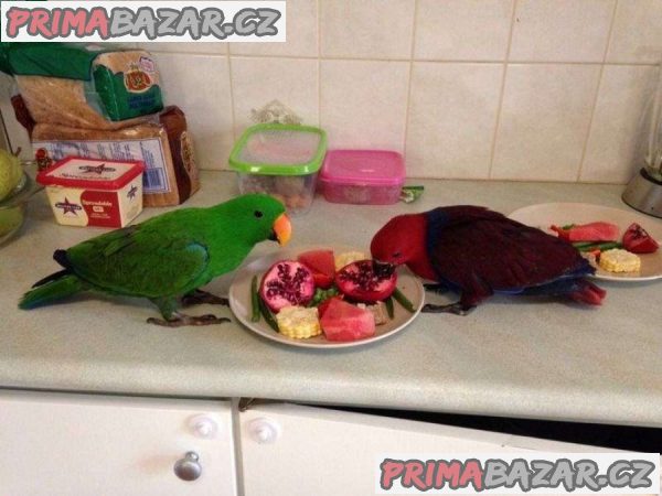 Papige Solomon Island Eclectus žele udomljavanje