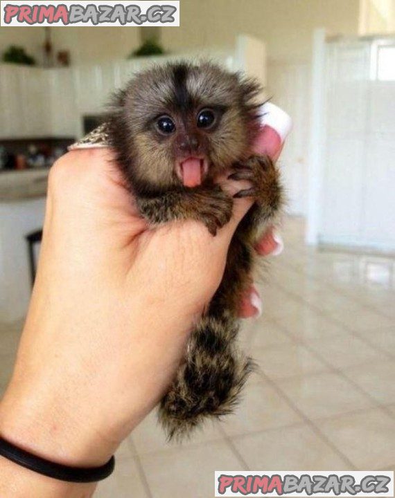 prodajem-finger-baby-marmoset-monkeys-stare-9-tjedana