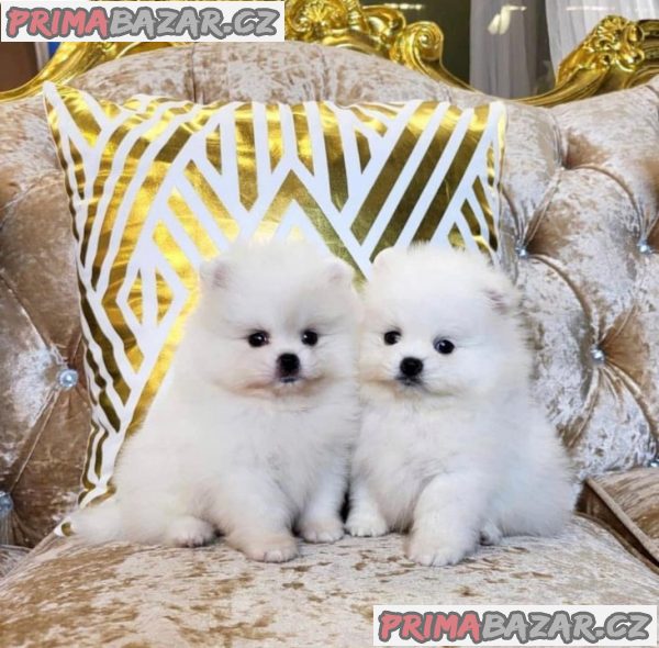 uzasna-salek-pomeranianska-stenata