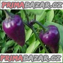 Sazenice chilli Mr. Purple