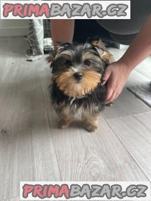 Yorkshire terrier s PP FCI pejsek a fenka