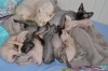 Gccf Registered Sphynx Kittens Available Now