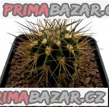 kaktus-acanthocalycium-griseum-p-49-baleni-obsahuje-20-semen