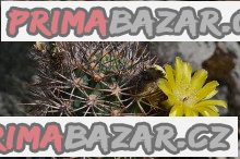 Kaktus Acanthocalycium brevispinum P 42 Rio Santa Maria Balení obsahuje 20 semen Kaktus Acanthocalycium brevispinum P 42 Rio Santa Maria Balení obsahuje 20 semen