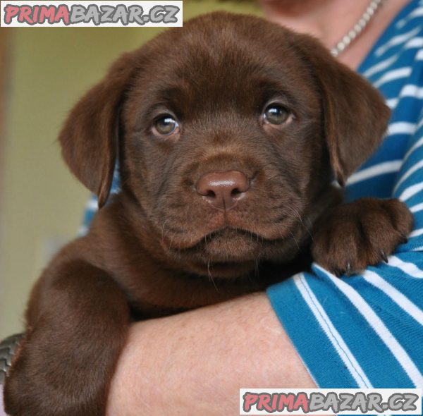 Labrador Retriever štěňata