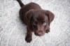 Labrador Retriever štěňata