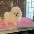 Nemecký špicMini pomeranian bez PP
