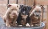 Americký pitbulteriér red nose - APBT
