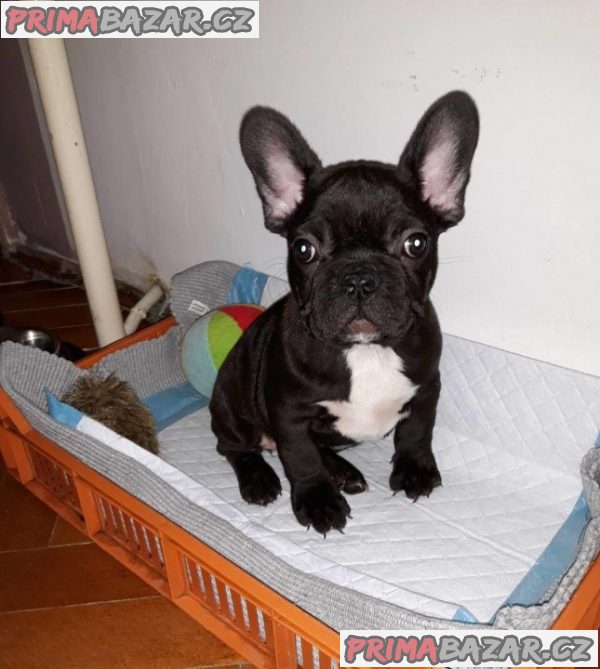 francouzského buldočka francouzského buldočka