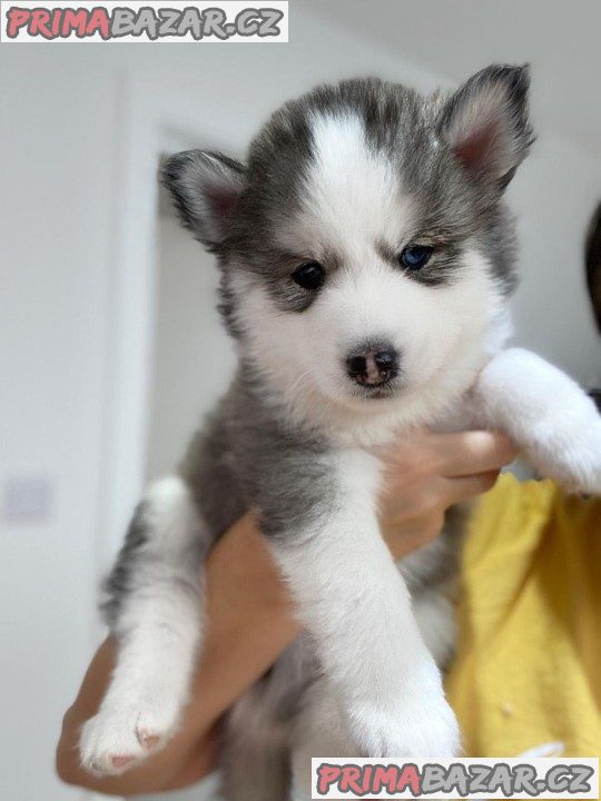 Štěňata Sibiřského Husky Na Prodej