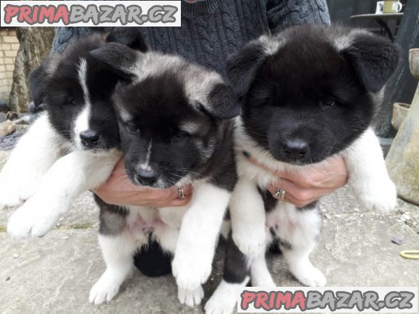 Japonská Akita. Japonská Akita.