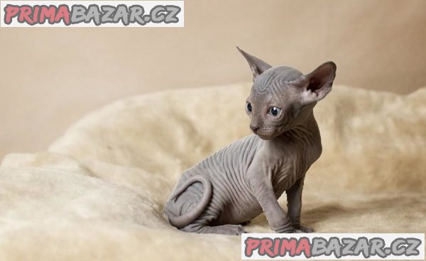 Registrované mačiatka Sphynx Registrované mačiatka Sphynx
