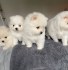 Pomeranian mini