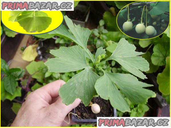 sazenice-gingko-biloba-velikost-15-20-cm