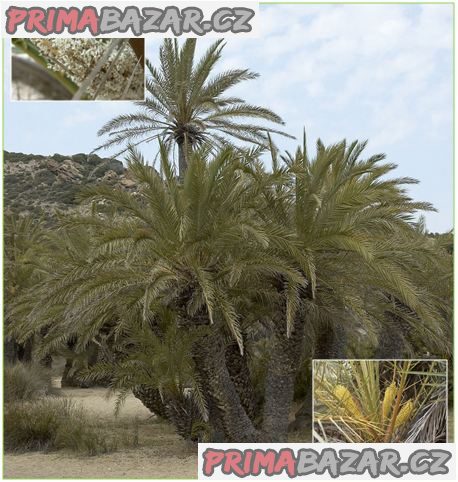 naklíčená semena palma Phoenix theophrasti