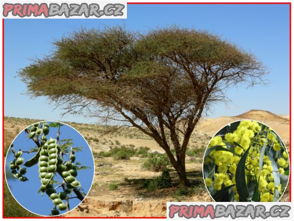 akacie-arabska-semena