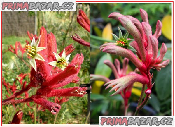 anigozanthos-flavidus-semena