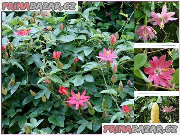 passiflora-mollissima-semena