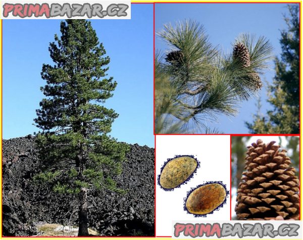 sazenice Borovice Jeffreyova - Pinus Jeffreyi
